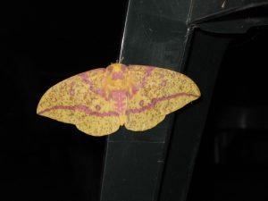 Female Imperial Moth